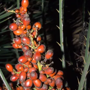 Chamaerops humilis