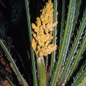 Chamaerops humilis
