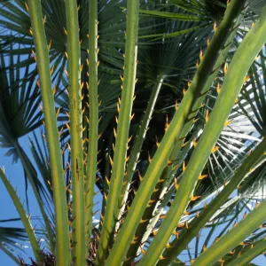 Chamaerops humilis