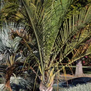 Dypsis decaryi