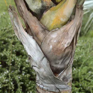 Dypsis decaryi