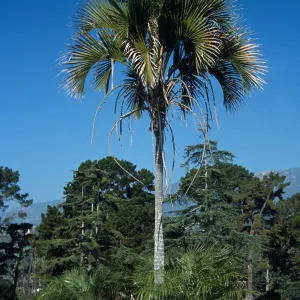 Howeia belmoreana