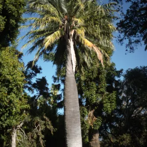 Jubaea chilensis