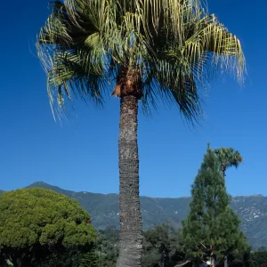 Livistona chinensis