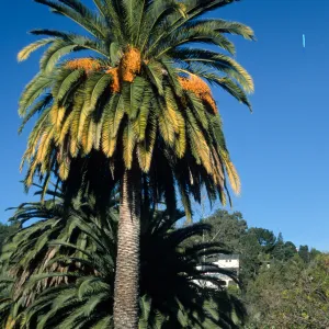 Phoenix canariensis