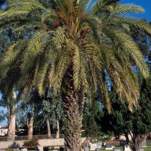 Phoenix dactylifera