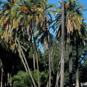 Phoenix reclinata