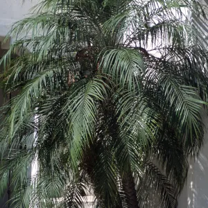 Phoenix roebelenii