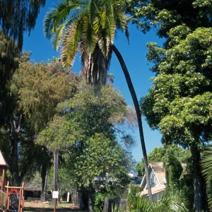 Phoenix rupicola