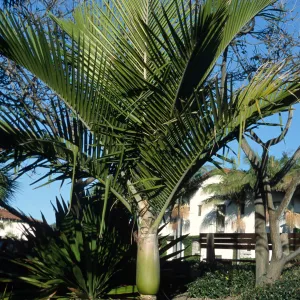 Rhopalostylis baueri
