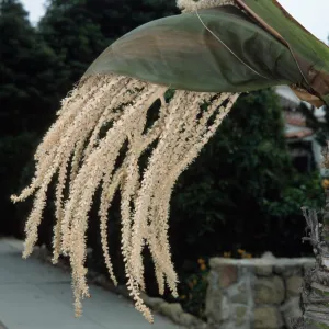 Rhopalostylis baueri