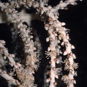 Rhopalostylis baueri