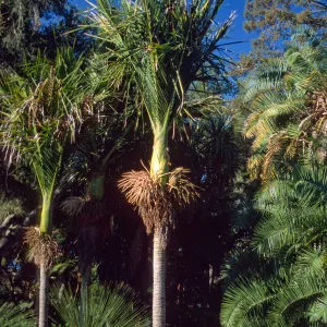Rhopalostylis sapida