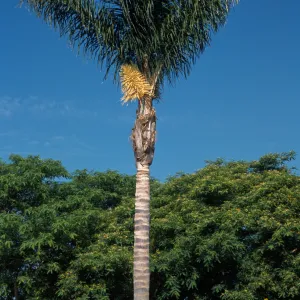 Syagrus romanzoffiana