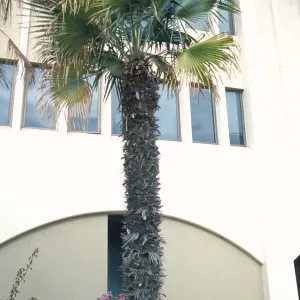 Trithrinax brasiliensis