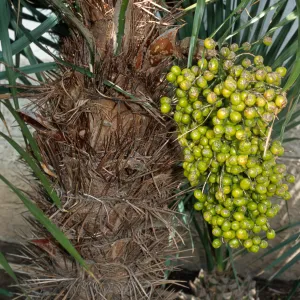 Trithrinax brasiliensis