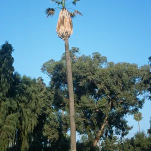 Washingtonia filifera