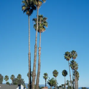 Washingtonia robusta