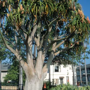 Aloe barberae