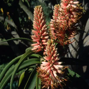 Aloe barberae