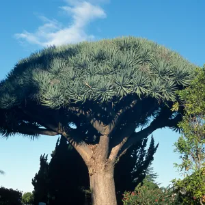 Dracaena draco