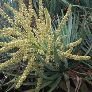 Dracaena draco