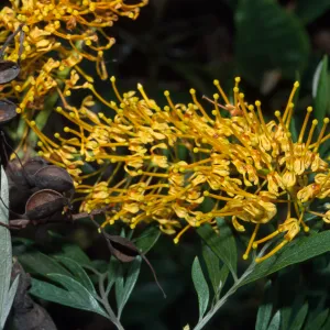 Grevillea robusta