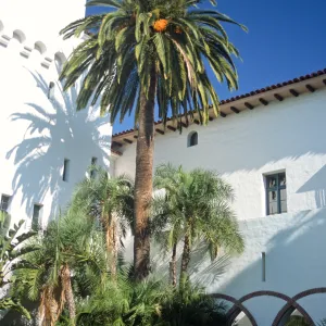 Phoenix canariensis