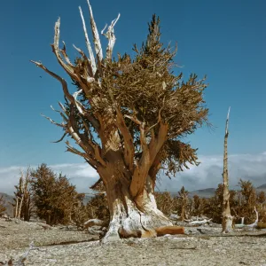 large Bristlecone Pine, White Mountains