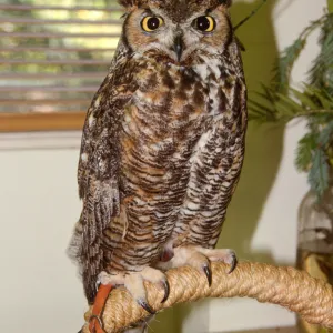 Nature Camp 2001, owl