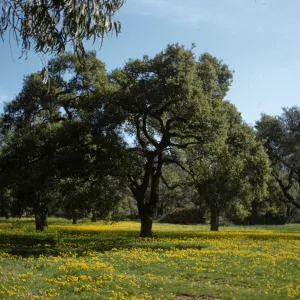 Oaks, Bermuda Oxalis, Ashley Road, Santa Barbara