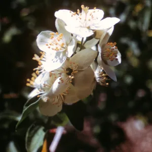 Philadelphus lewisii ssp. gordonianus, RSA Botanic garden