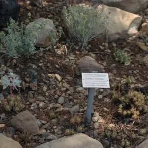 Dudleya NAPCC Evaluation