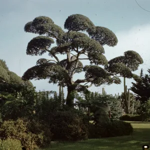topiary, Quercus agrifolia (Coastal Live Oak), Ina Campbell Garden