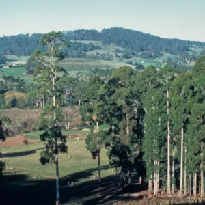  This is a view across the Tasmanian Arboretum (45 hectare site) prior to the start of planting. Eucalyptus viminalis is the dominant species.