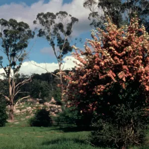 This Hawthorn Crataegus monogyna, shows two flower colors, There are natural limestone outcrops on site as well.