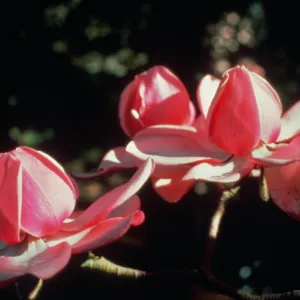 Magnolia campbellii, with its distinctive cup and saucer" flower is the logo for the Strybing Arboretum and Botanical Gardens and represents the outstanding collection of American and Asian magnolias found throughout our grounds