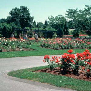 The Rose Garden, Hendrie Park