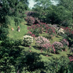  Katie Osborne Lilac Dell in the Arboretum