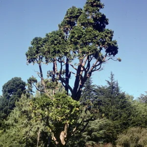 Arbutus menziesii, Strybing Arboretum