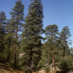 Dara Emery Photos, Abies concolor, Pinus ponderosa