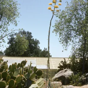 Dara Emery Photos, Agave deserti (Desert agave)