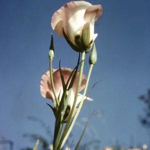 Dara Emery Photos, Calochortus catalinae