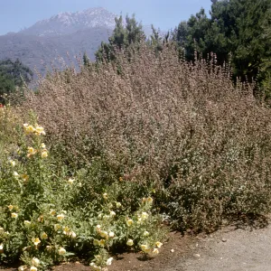 Dara Emery Photos (sage)