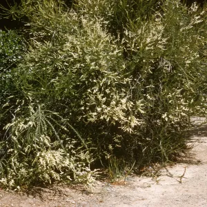A large, grass-like shrub laden with narrow clusters of tiny, white flowers grows beside a dirth path. 