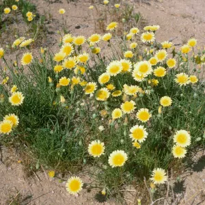 A cluster of of yellow, dandelion-like flowers with cylindrical, grass-like leaves grow in arid soil. 