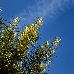 Clusters of tiny, off-white flowers grow on tree branches among long, narrow leaves. 