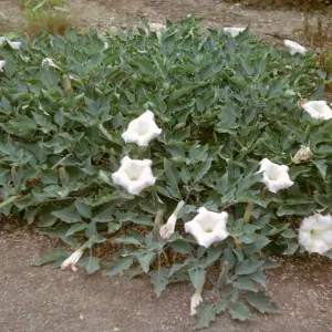 A low plant thick with spear-shaped, multi-pointed leaves dotted with white flowers with connected petals. 