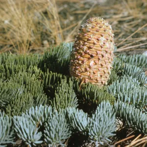 An evergreen branch covered in short, thick needles lies on the ground. A large, light brown cone with pinkish spikes grows on the branch. 