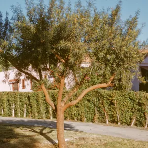 A tree with smooth, warm brown bark and long, narrow leaves grows in a residential yard beside a driveway and a line of square hedges. 